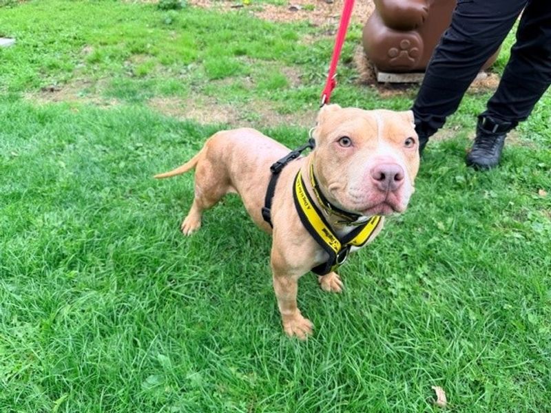 Coco | American Bully Pocket | Merseyside (Liverpool) - 2