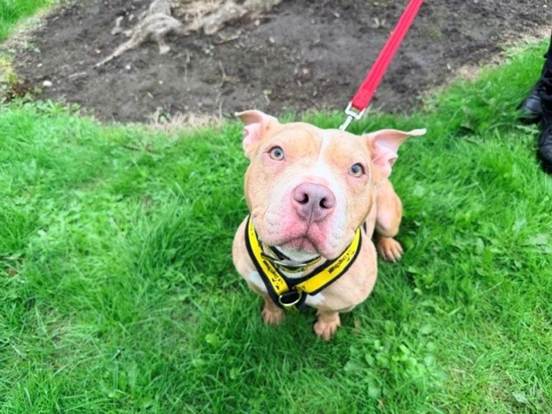 Coco | American Bully Pocket | Merseyside (Liverpool) - 1