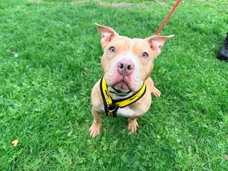 Coco | American Bully Pocket | Merseyside (Liverpool) - 3