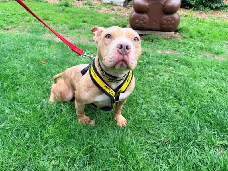 Coco | American Bully Pocket | Merseyside (Liverpool) - 4