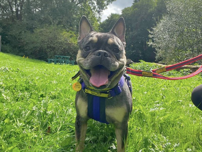 Daisy | French Bulldog | Ilfracombe - 5