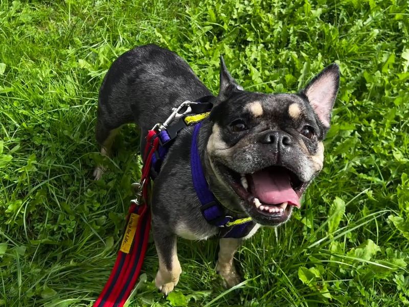 Daisy | French Bulldog | Ilfracombe - 4