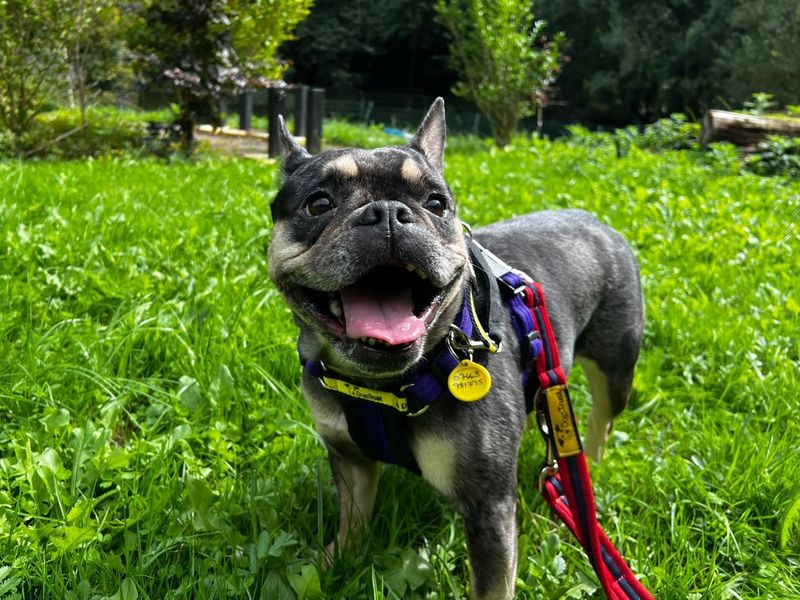 Daisy | French Bulldog | Ilfracombe - 1