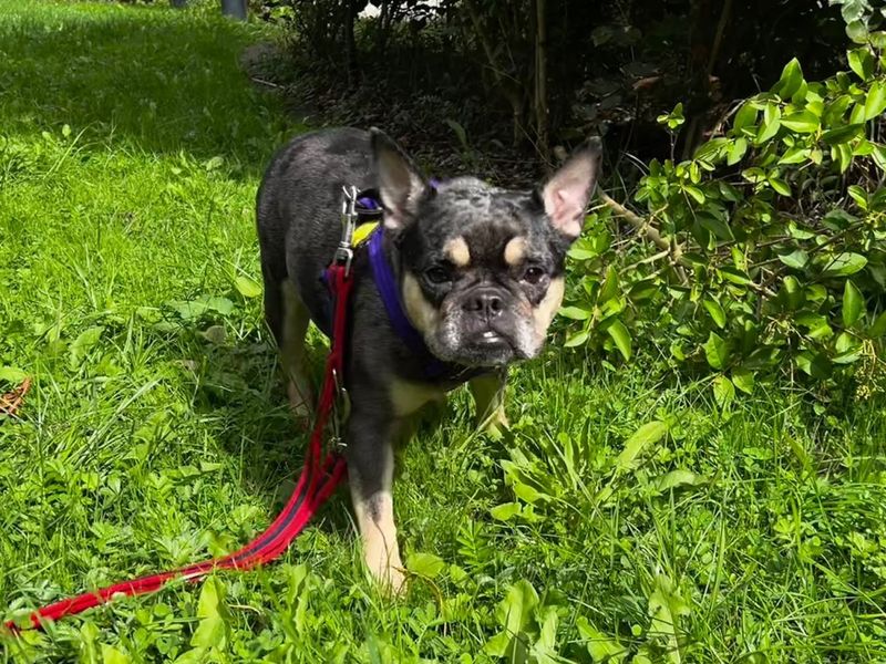 Daisy | French Bulldog | Ilfracombe - 3