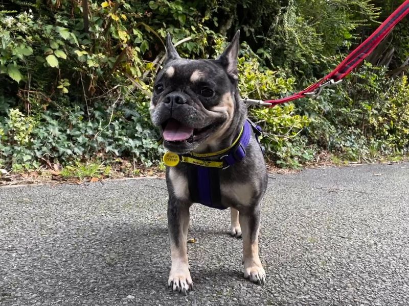 Daisy | French Bulldog | Ilfracombe - 2