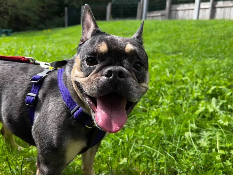 Daisy | French Bulldog | Ilfracombe - 6