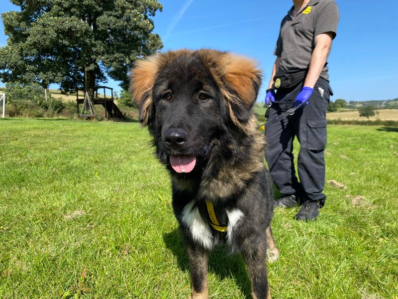 Egg | Caucasian Shepherd Dog | Cumbria - 1