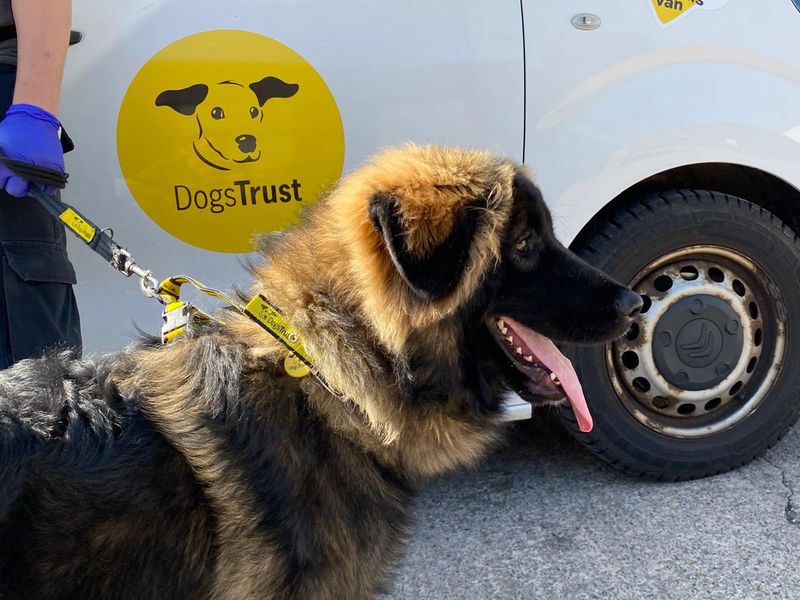 Egg | Caucasian Shepherd Dog | Cumbria - 2