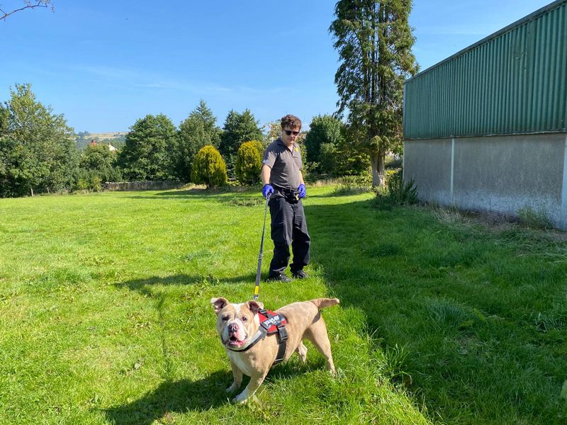 Rhaenyra | Bulldog | Cumbria - 2