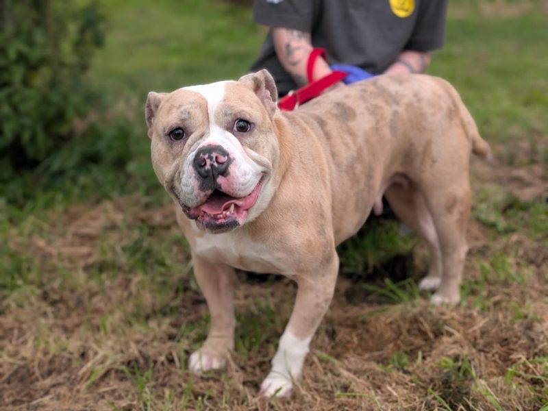 Rhaenyra | Bulldog | Cumbria - 3
