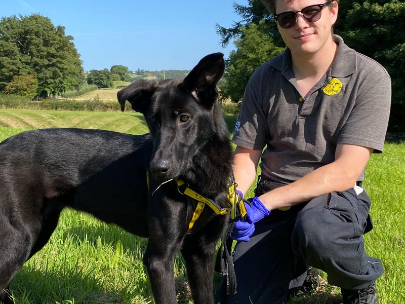 Jet | Belgian Shepherd Dog (Malinois) Cross | Cumbria - 4