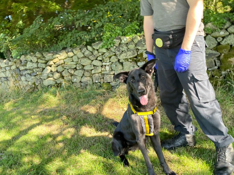 Jet | Belgian Shepherd Dog (Malinois) Cross | Cumbria - 2