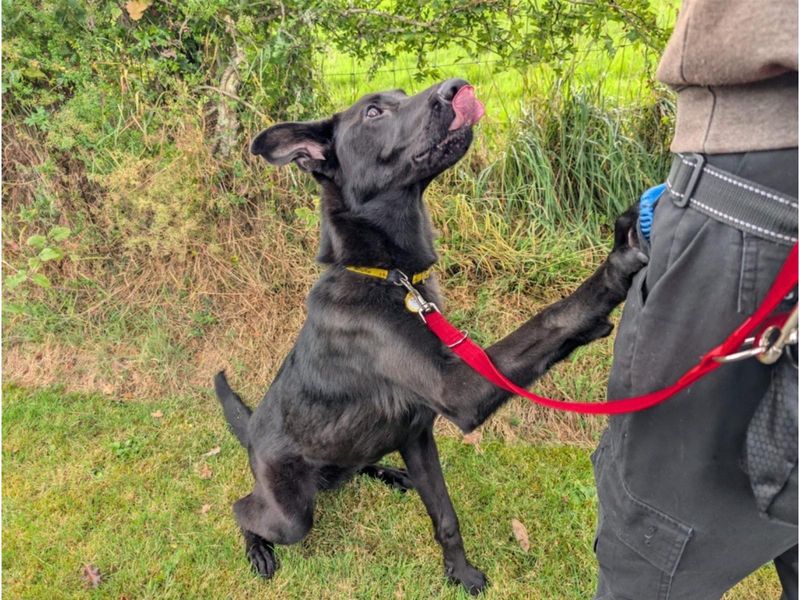 Jet | Belgian Shepherd Dog (Malinois) Cross | Cumbria - 3