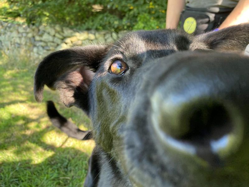 Jet | Belgian Shepherd Dog (Malinois) Cross | Cumbria - 1