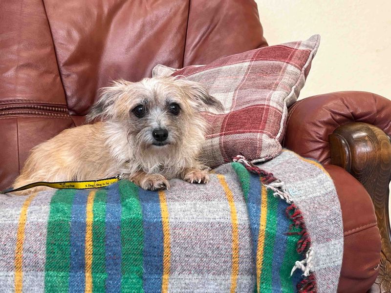 Rolo | Crossbreed | Darlington - 1