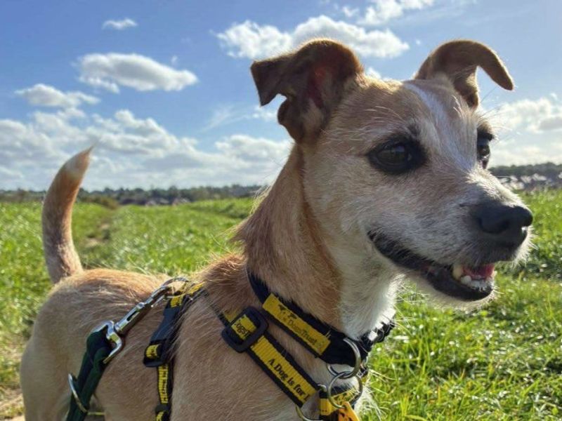 Dolly | Terrier (Jack Russell) Cross | Loughborough - 1