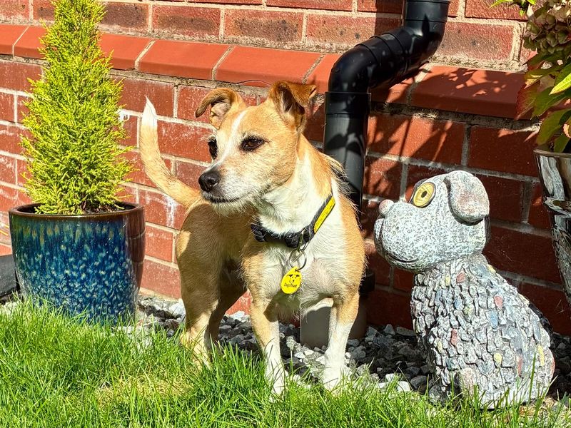Dolly | Terrier (Jack Russell) Cross | Loughborough - 2