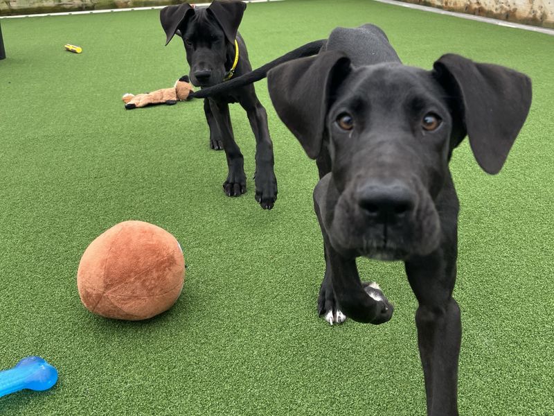 Celeste | Great Dane | Ballymena (Northern Ireland) - 2