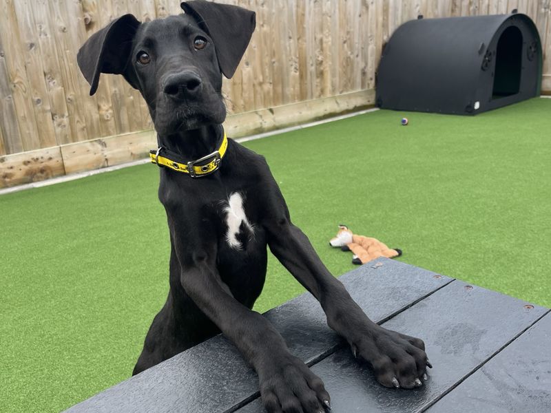 Celeste | Great Dane | Ballymena (Northern Ireland) - 1