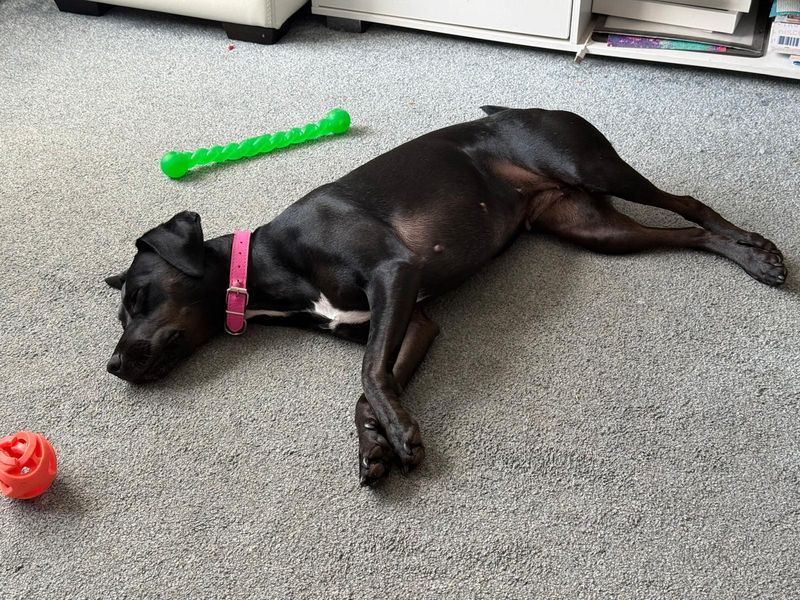 Casey | Terrier (Patterdale) Cross | Salisbury (Wiltshire) - 3
