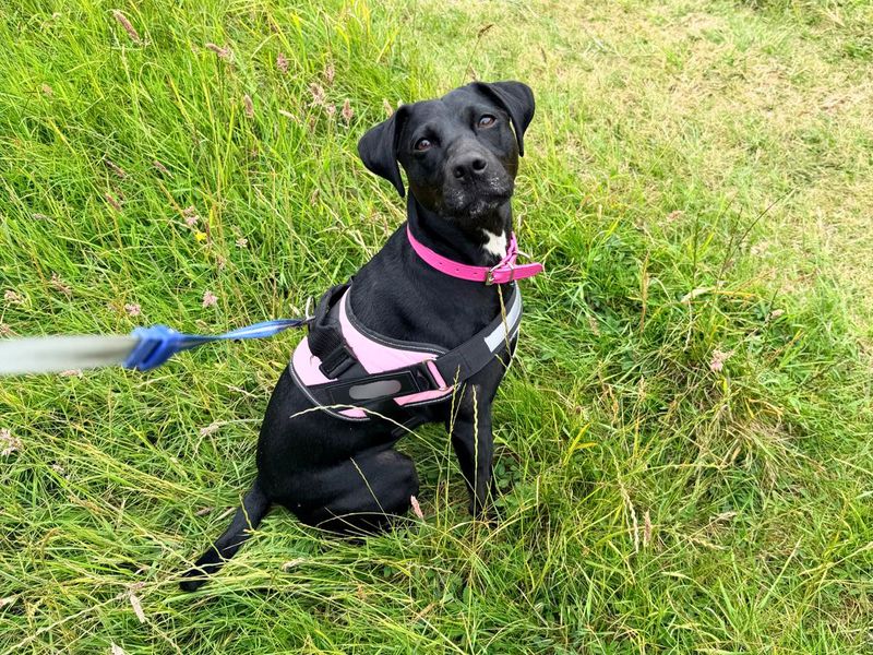 Casey | Terrier (Patterdale) Cross | Salisbury (Wiltshire) - 1