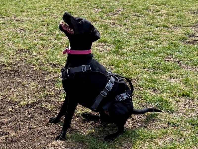 Casey | Terrier (Patterdale) Cross | Salisbury (Wiltshire) - 2