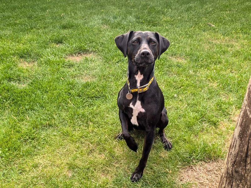 Casey | Terrier (Patterdale) Cross | Salisbury (Wiltshire) - 4
