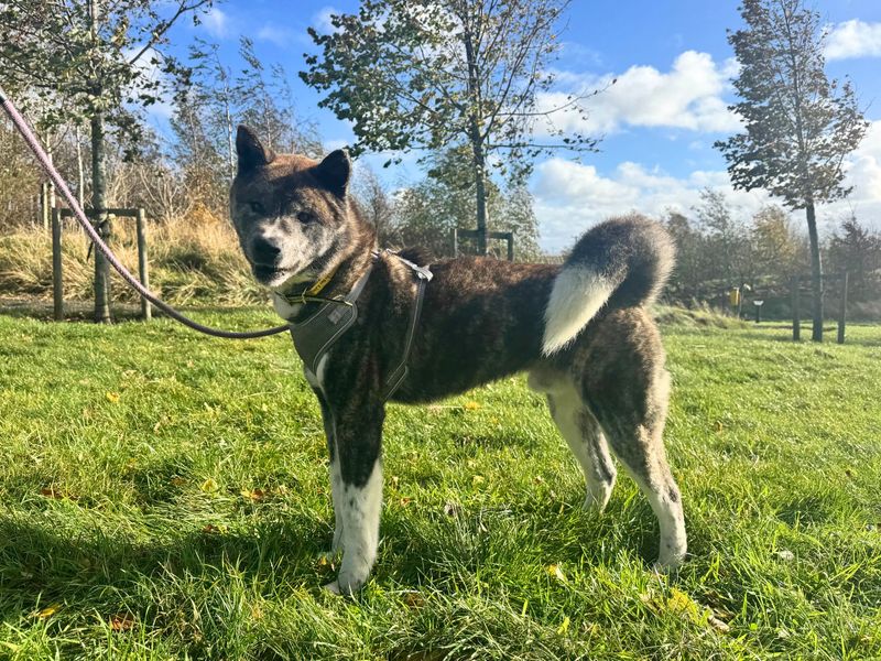 Bear | Akita | Darlington - 2