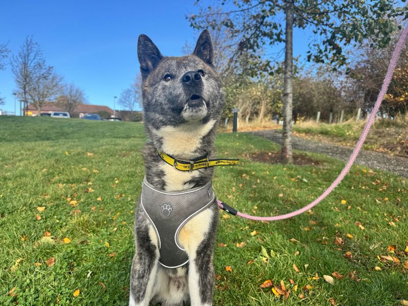 Bear | Akita | Darlington - 1