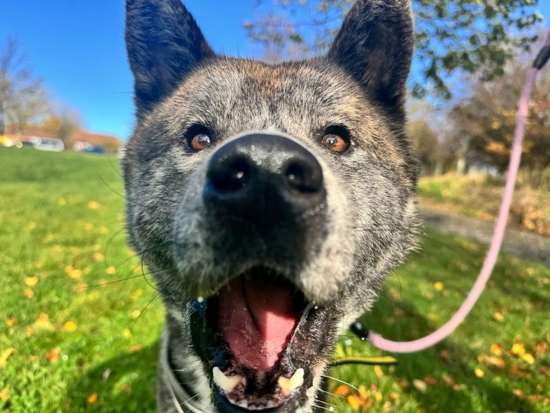 Bear | Akita | Darlington - 3