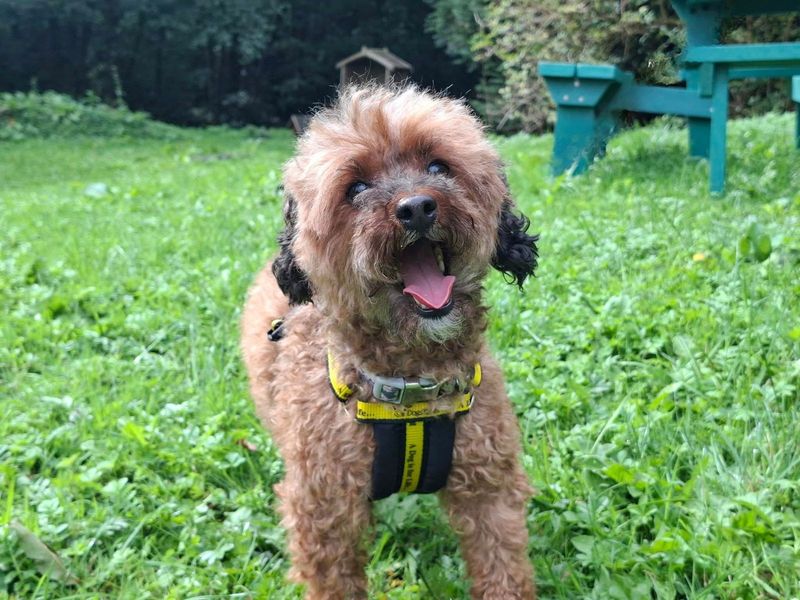 Maddie | Poodle (Toy) | Ilfracombe - 2