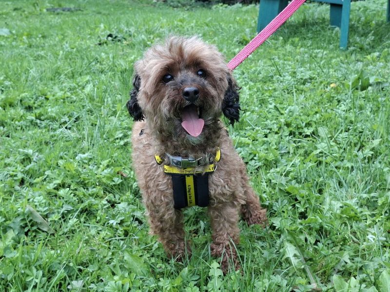 Maddie | Poodle (Toy) | Ilfracombe - 3