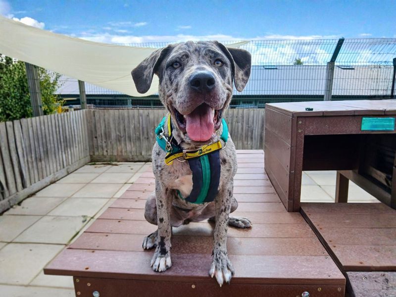 Calley | Mastiff | Salisbury (Wiltshire) - 3