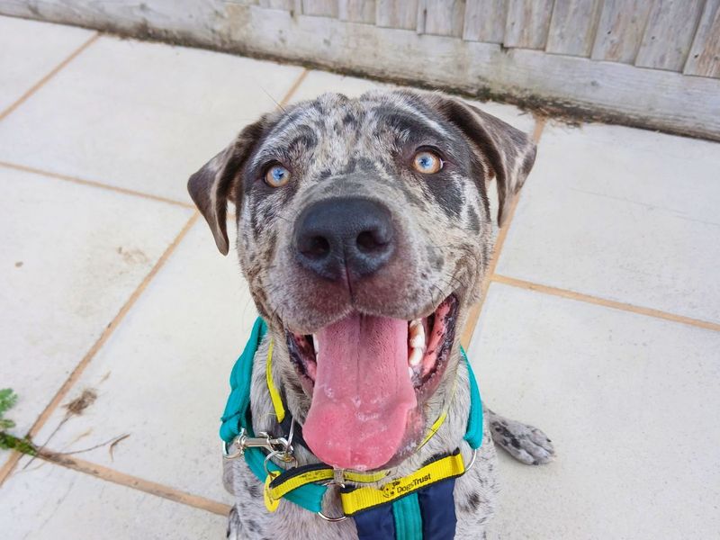 Calley | Mastiff | Salisbury (Wiltshire) - 2