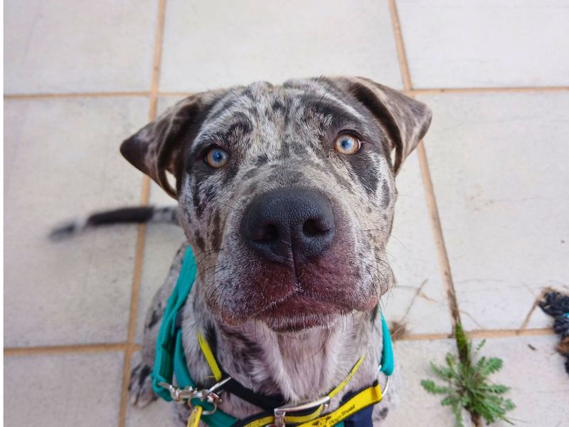 Calley | Mastiff | Salisbury (Wiltshire) - 4