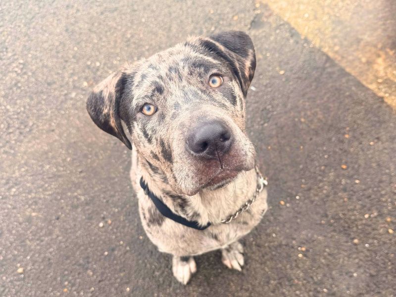 Calley | Mastiff | Salisbury (Wiltshire) - 5