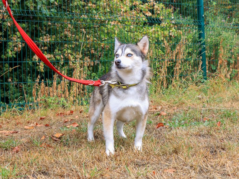 Sylvia | Pomeranian Cross | Evesham (Worcestershire) - 2