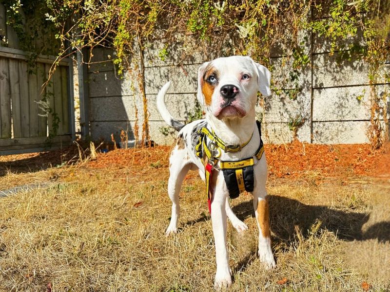 Winston | Beagle Cross | Salisbury (Wiltshire) - 4