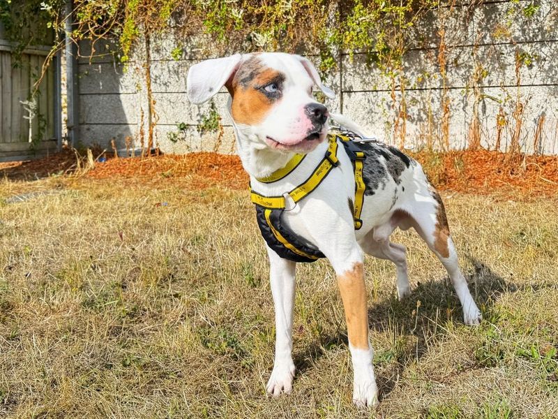 Winston | Beagle Cross | Salisbury (Wiltshire) - 6