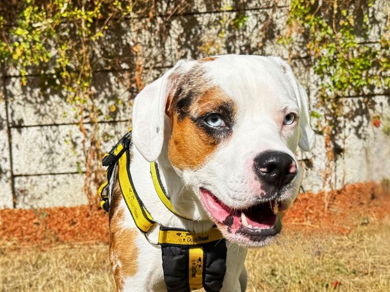 Winston | Beagle Cross | Salisbury (Wiltshire) - 5