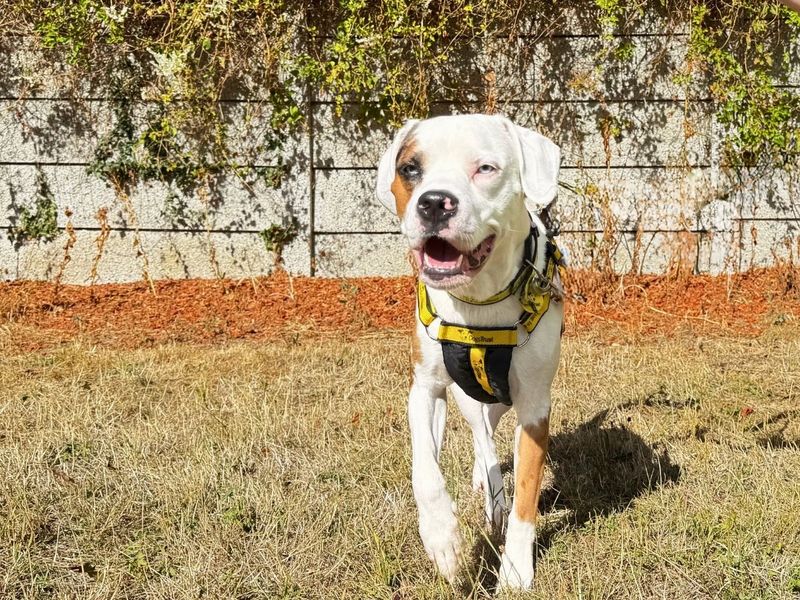 Winston | Beagle Cross | Salisbury (Wiltshire) - 2