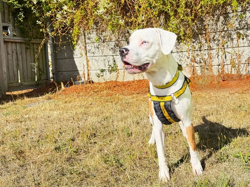 Winston | Beagle Cross | Salisbury (Wiltshire) - 9