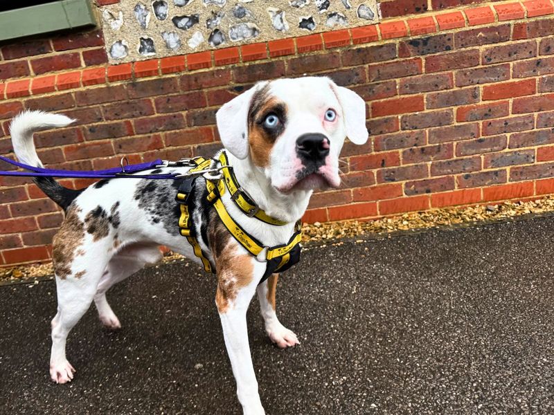Winston | Beagle Cross | Salisbury (Wiltshire) - 8