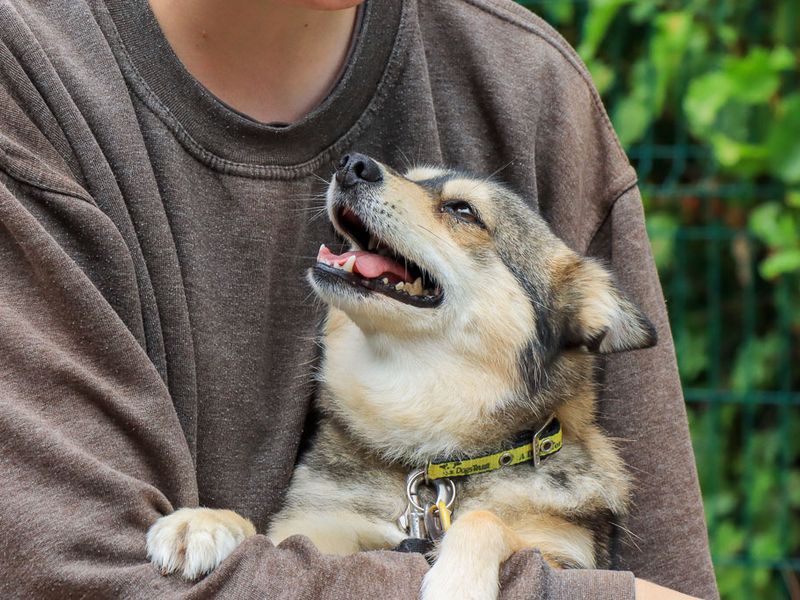 Gladys | Pomeranian Cross | Evesham (Worcestershire) - 3