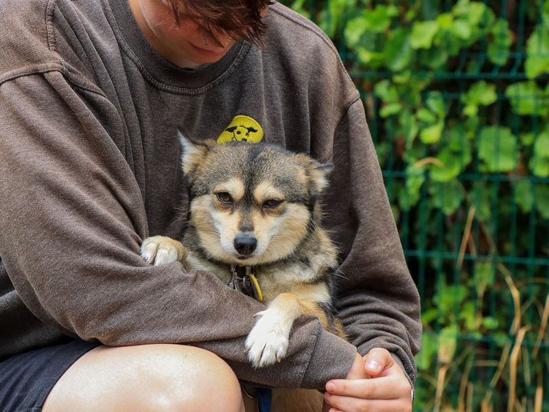 Gladys | Pomeranian Cross | Evesham (Worcestershire) - 4