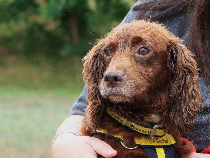 Cocker Spaniel Dogs And Puppies For Adoption