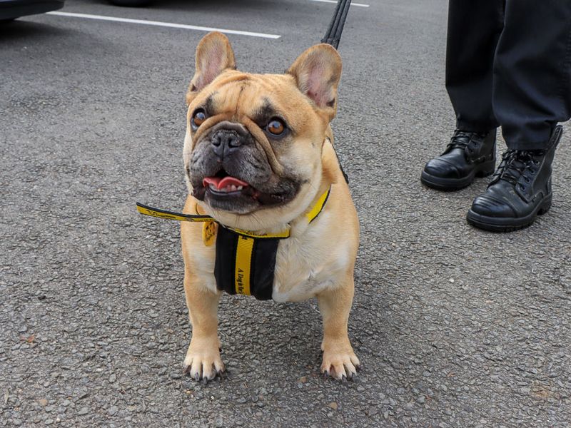 Muffin | French Bulldog | Evesham (Worcestershire) - 1
