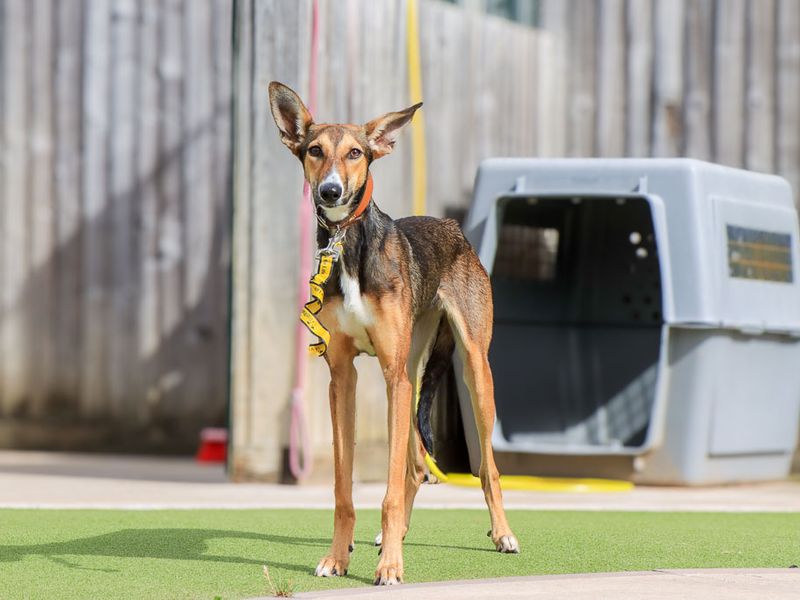 Dolly | Lurcher | Evesham (Worcestershire) - 8