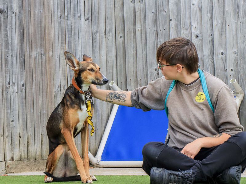 Dolly | Lurcher | Evesham (Worcestershire) - 5