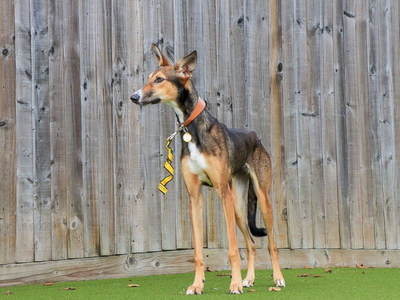 Dolly | Lurcher | Evesham (Worcestershire) - 6